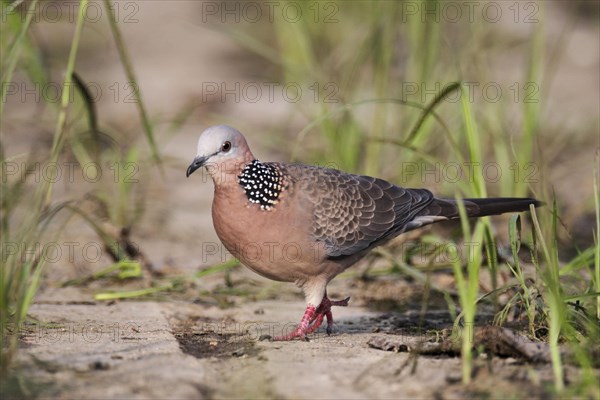 Spotted Dove