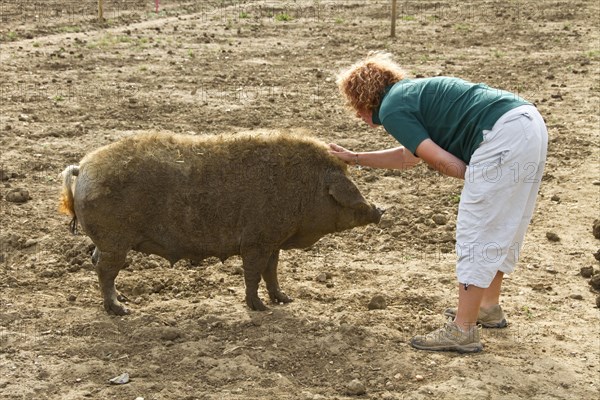 Person with Mangalitsa sow