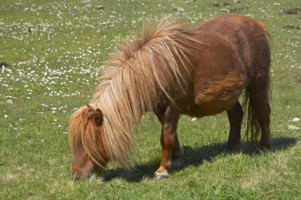 Shetland Pony