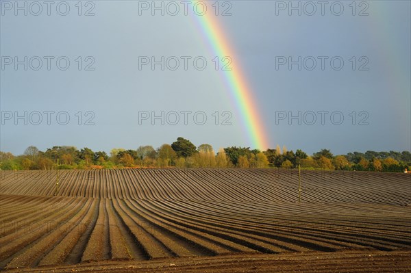 Rainbow over trees and arable field with furrows