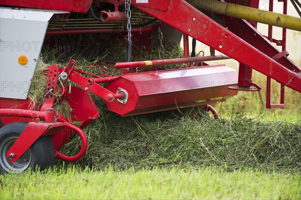 Silage crop