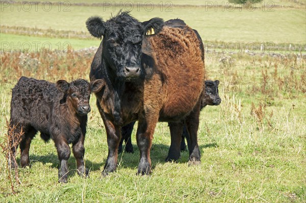 Domestic cattle