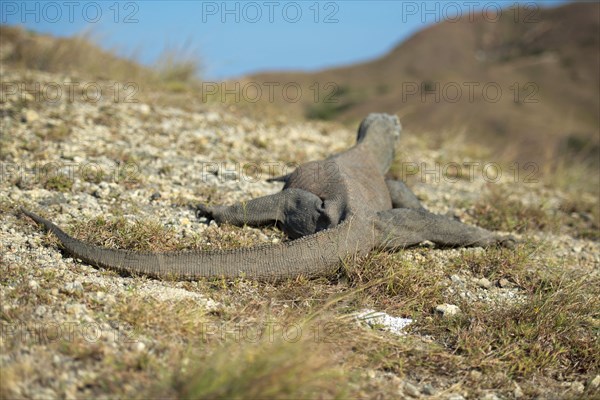 Komodo dragon