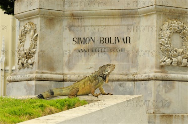 Green iguana