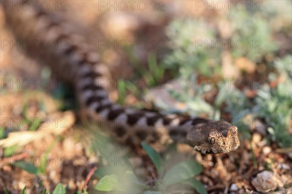 European horned viper