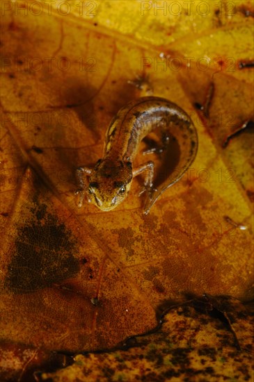 Italian Newt