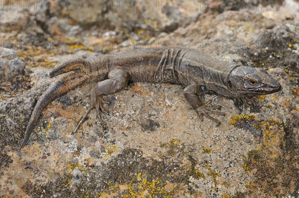 Small Canary Island Lizard