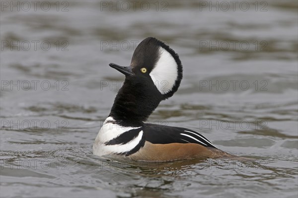 Hooded merganser