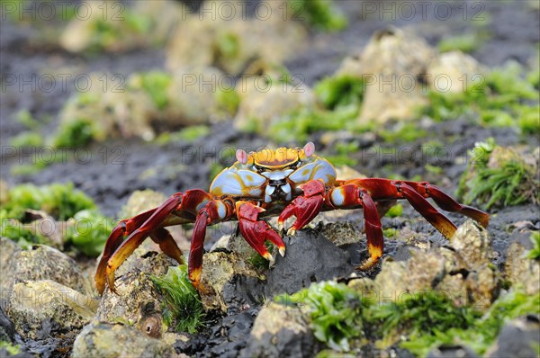 Red rock crabs