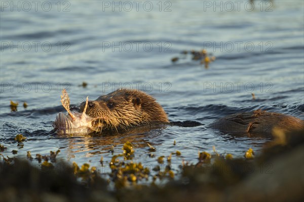 European otter