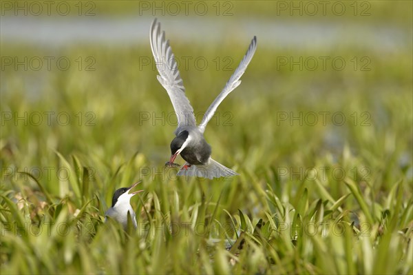 Whiskered Tern