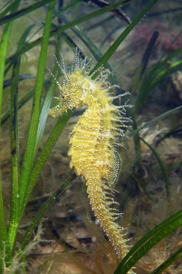 Long-snouted Seahorse