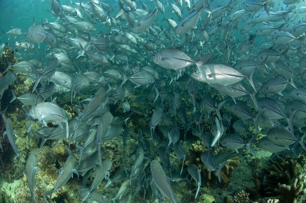 Bigeye trevally