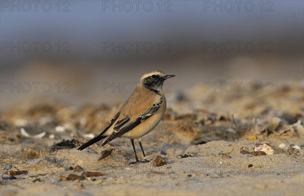 Desert Wheatear