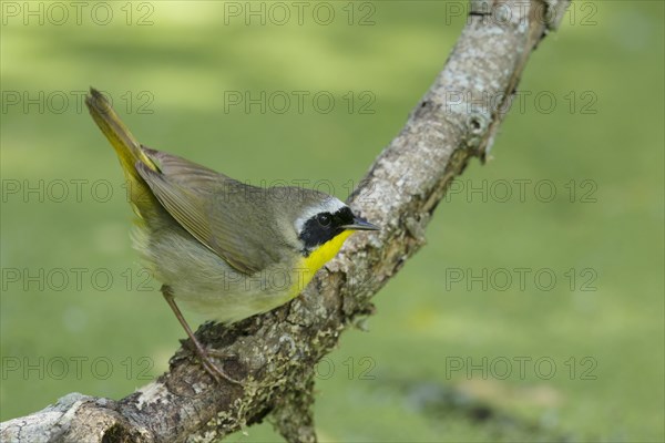 Common Yellowthroat