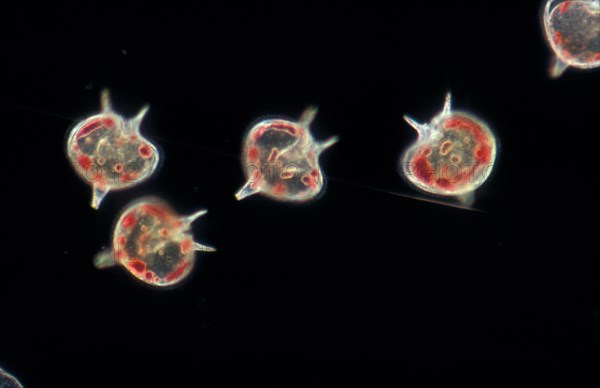 Dinoflagellates