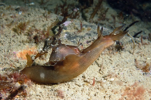 Spotted sea-hare