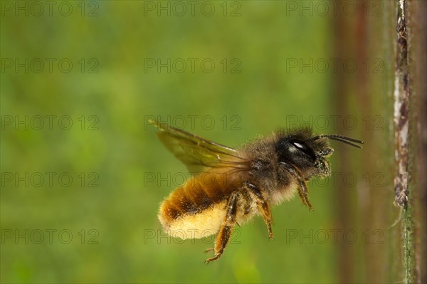 Red Mason Bee