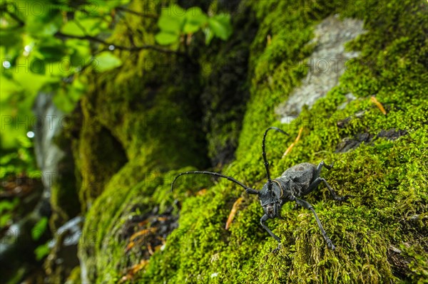 Longhorn Beetle