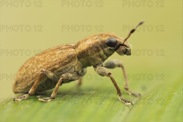 Weevil