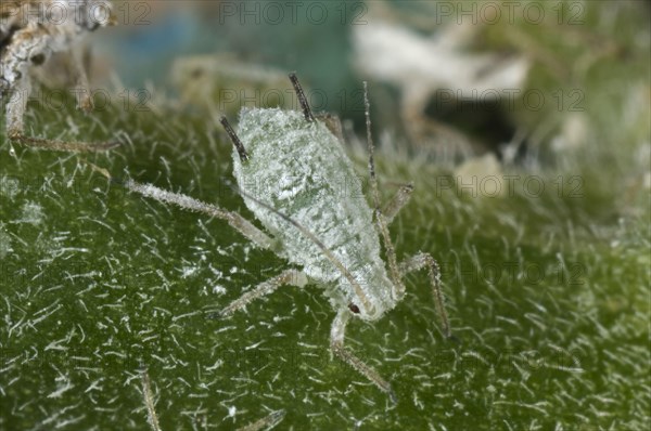 Lupine aphids