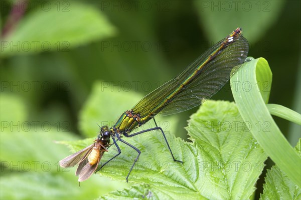 Agrion virgo