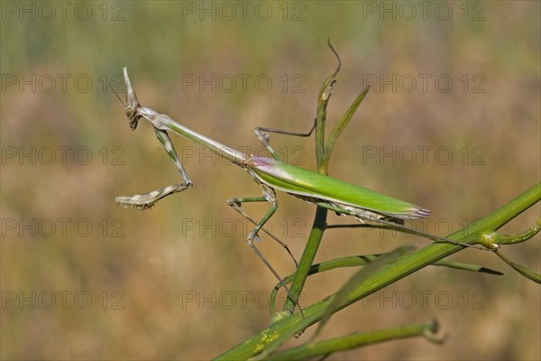 Conehead mantises