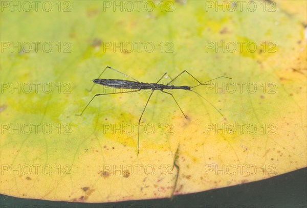 Common Pond Skater