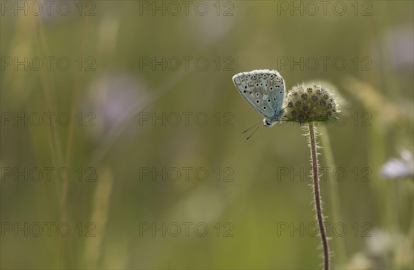 Chalkhill blue