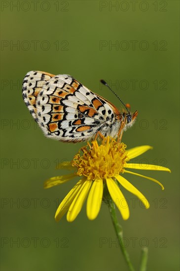 Plantain Fritillary