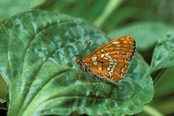 Rare scarce fritillary