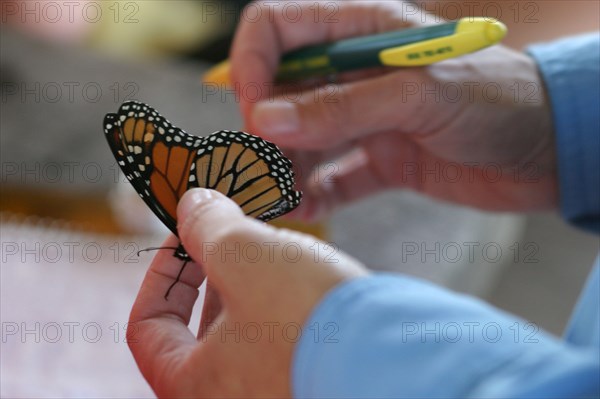 Monarch Butterfly