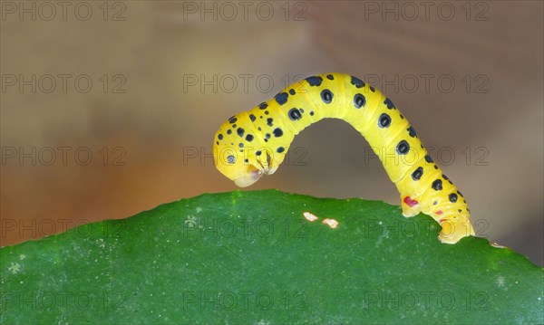 Four o'clock night butterfly caterpillar