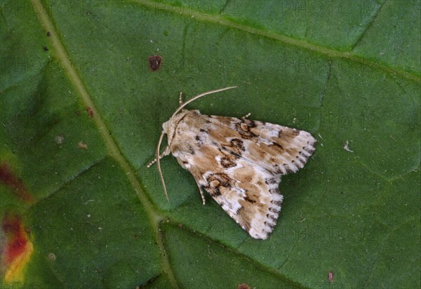 Dusky sallow