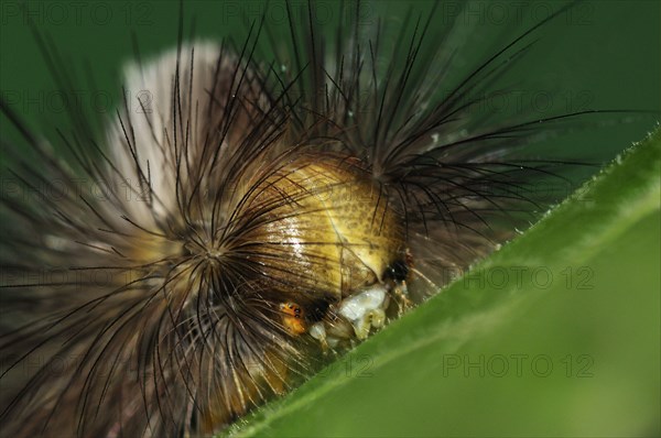 Pale Tussock