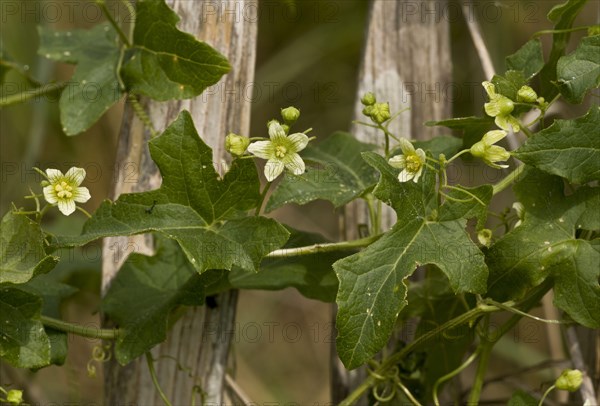 White Bryony