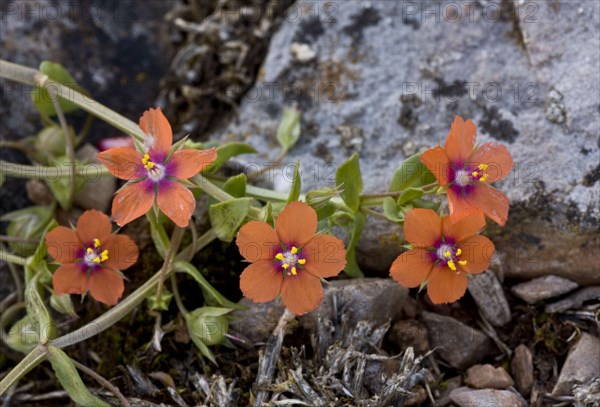 Scarlet Pimpernel