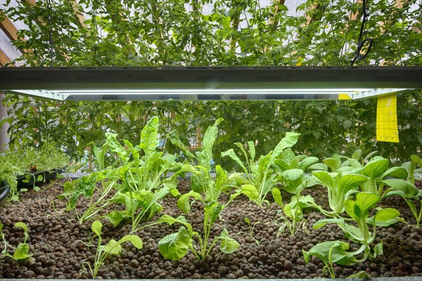 Rocket and pak choi grow in aquaponics unit