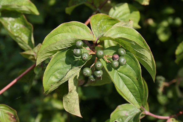 Common common dogwood