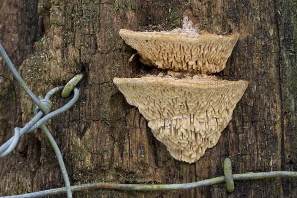 Fruiting body of Mazegill oak