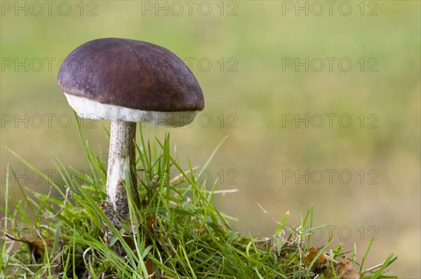 Brown Birch Bolete