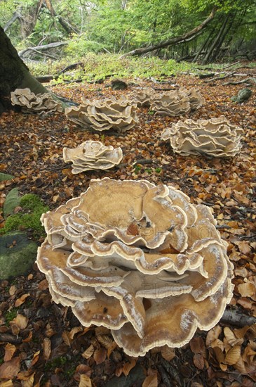 Giant polypore