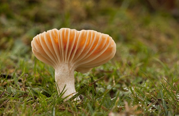 Meadow Waxcap