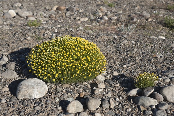 Senecio