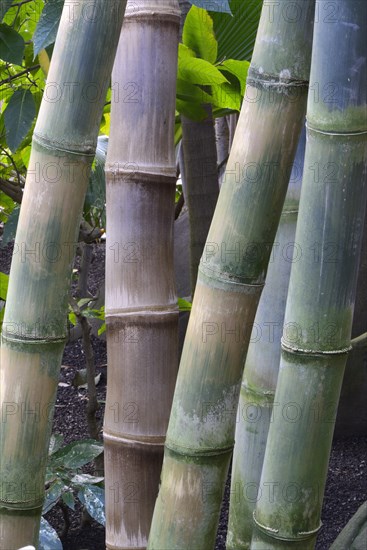 Giant bamboo