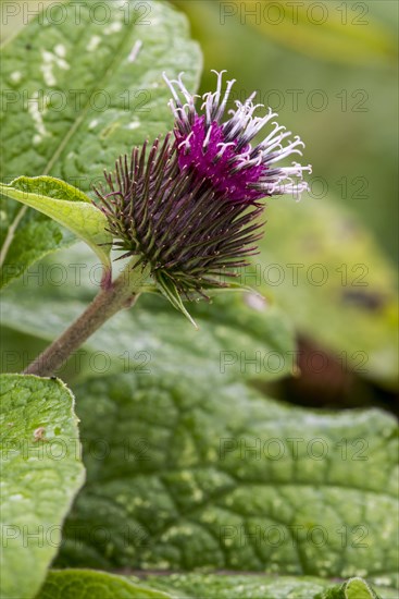 Small burdock