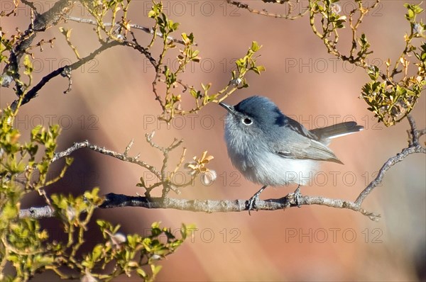 Blue Gnatcatcher