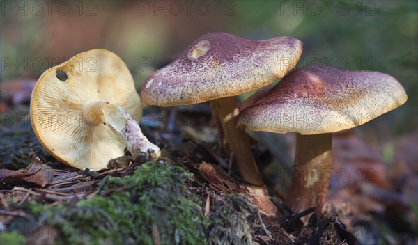 (Tricholomopsis rutilans)