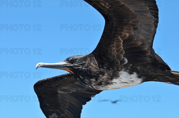 Magnificent Frigatebird