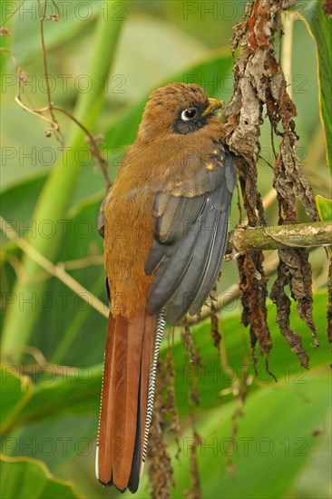 Masked Trogon